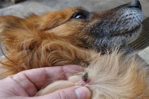 How To Remove Ticks From Dogs A Guide To Keep Your Furry Friend Safe