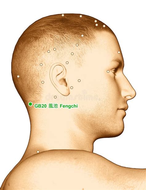 Zeichnungs Akupunktur Punkt Gb Fengchi Illustration D Stock
