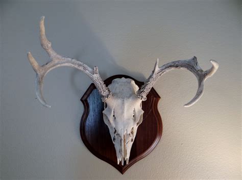 Deer Antlers Skull Wall Mount Taxidermy Whitetail By Austinantlers