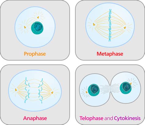 Mitosis And Cytokinesis Read Biology Ck 12 Foundation