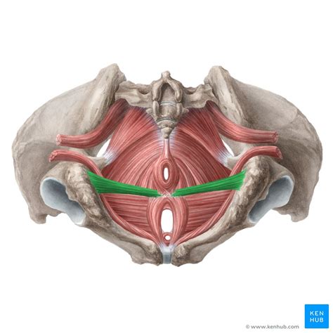 Pelvic Floor Muscles Anatomy Ct | Review Home Co