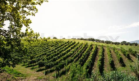 Vineyards On Hill In A Row Winery In Stock Image Colourbox