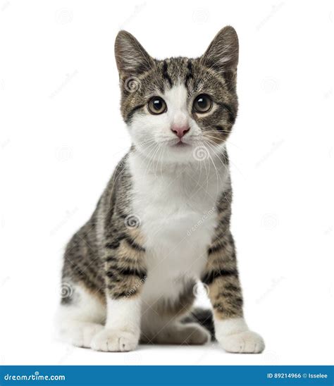 Kitten Domestic Cat Sitting 3 Months Old Isolated Stock Photo