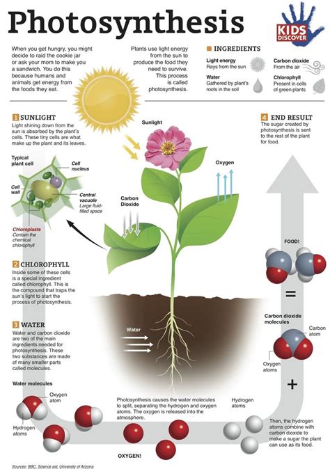 The Process Of Photosynthesis Pin Brought To You By