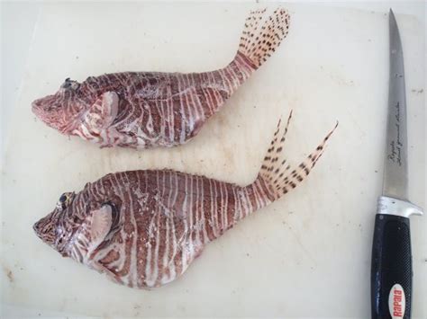 How to fillet a lionfish - Lionfish Hunting