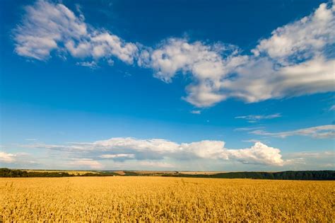 Campo De Trigo Amarillo Bajo Cielo Azul Foto Premium