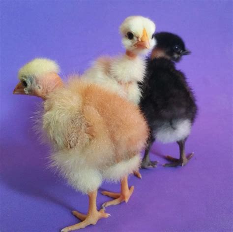 12 Naked Neck Turken Chicken Hatching Eggs Mixed Colors LF BackYard