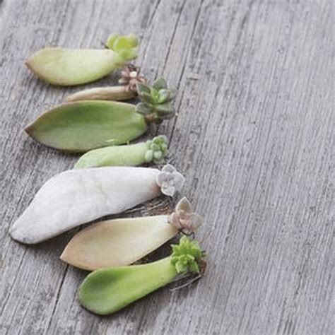 How to Propagate Succulents in 11 Practical Steps – The garden!