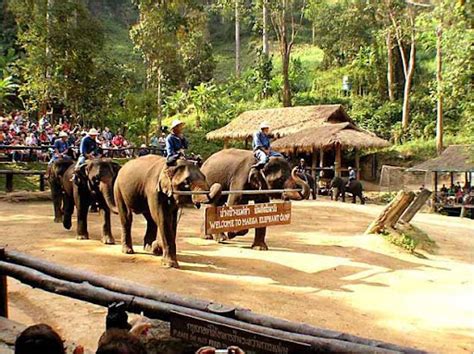 Mae Sa Elephant Camp Experience The Cuteness Of Elephants