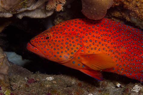 Coral Rock Cod Facts And Photographs Seaunseen