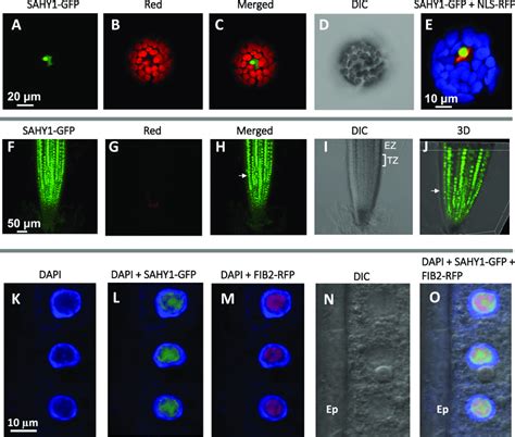 Subcellular Localization Of Sahy A D Arabidopsis Mesophyll