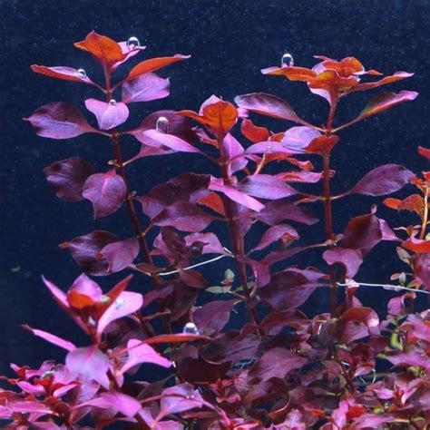 Jual Ludwigia Sp Red Tanaman Aquascape Stem Plant Aquarium