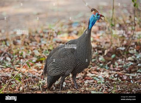 South African Guinea Fowl Hi Res Stock Photography And Images Alamy