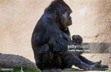 Us Zoo Gorilla Baby Photos and Premium High Res Pictures - Getty Images