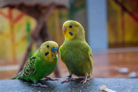 Heres When Budgies Molt Their Feathers And How You Can Help Embora Pets