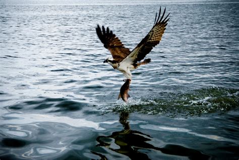 Osprey Catching Fish by untitledphotographer on DeviantArt