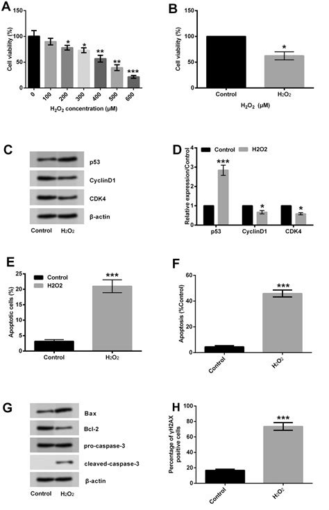 Long Non Coding Rna Anril Alleviates H2o2 Induced Injury By Up