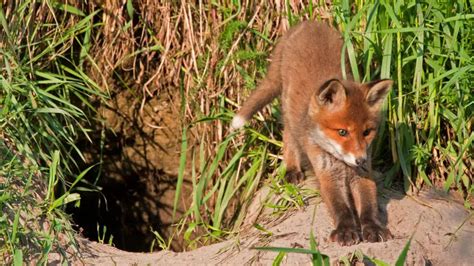 Identifying Fox Dens And Fox Holes Guide And Pictures