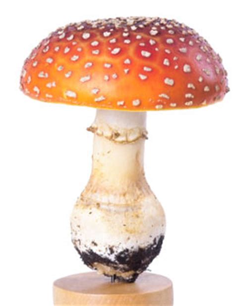 Amanita Caesarea: The Edible Caesar's Mushroom