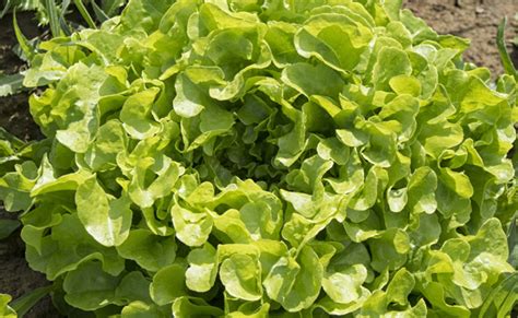 La laitue feuille de chêne ou salade laitue à couper plantation