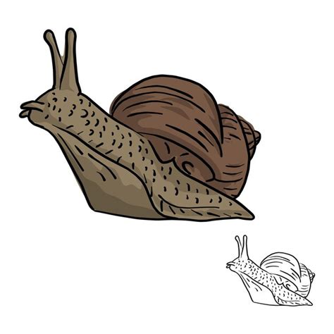 Ilustração vetorial de caracol esboço rabisco desenhado à mão