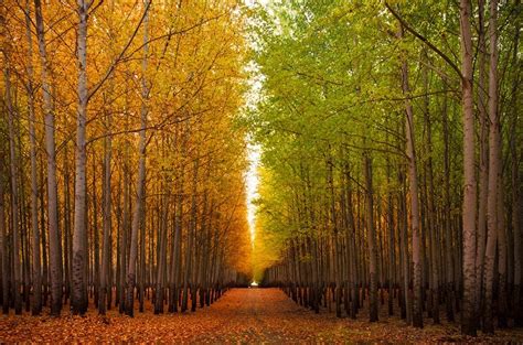 Boardman Tree Farm In Oregon Usa