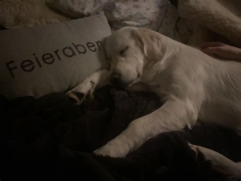 🎶Never gonna wake you up…🎶 : r/goldenretrievers