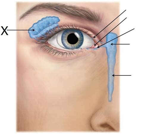 Lacrimal Apparatus Flashcards Quizlet