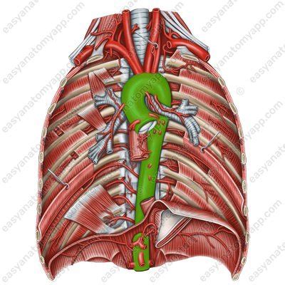 Aorta. Parts of the aorta – Easy Anatomy 3D