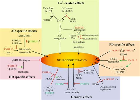 Overview Of Potential Roles Of FKBPs In Neurodegeneration Stimulatory