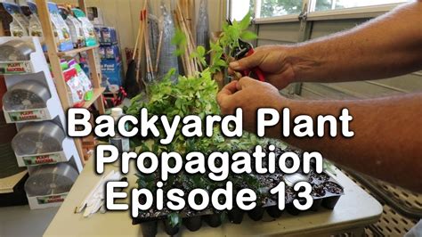 Backyard Plant Propagation Episode 13 How To Root Camellias Nandinas