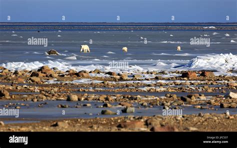 Una familia de osos polares en el hielo de la bahía de Hudson