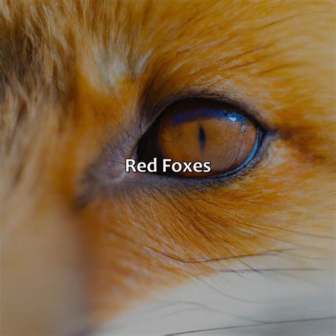 What Color Are Foxes Eyes - colorscombo.com