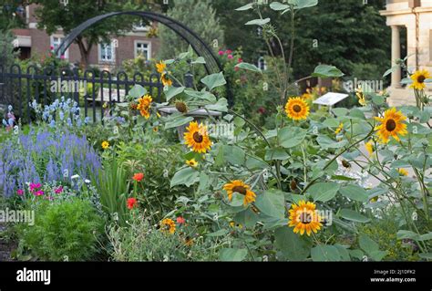 Beaulieu Gardens at the historic Lougheed House in downtown Calgary, Alberta, Canada in summer ...