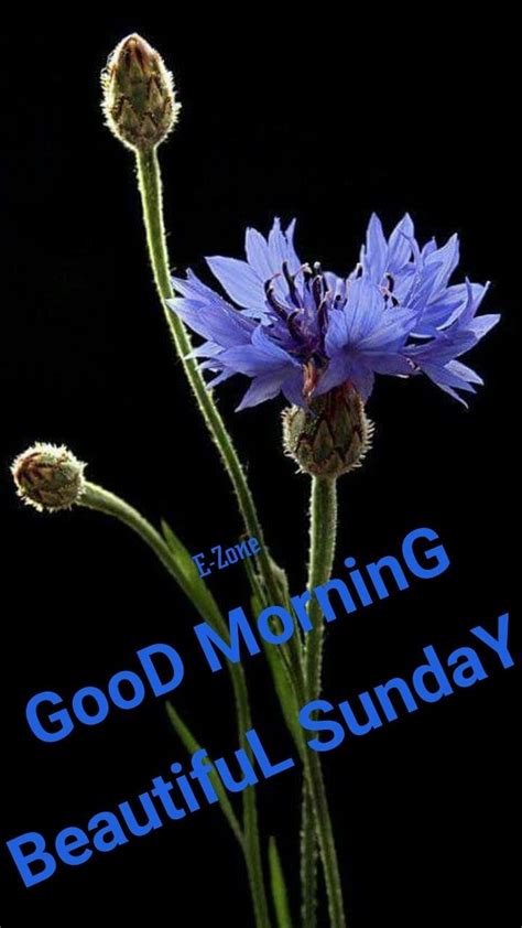 A Blue Flower With The Words Good Morning Beautiful Sunday