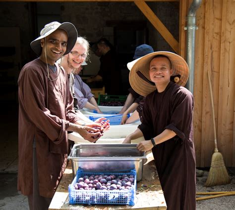 Photos Plum Village In Plum Season Plum Village