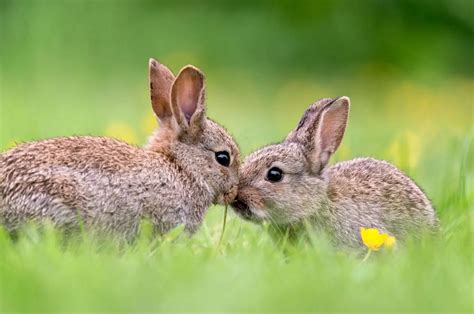 Cómo saber si un conejo es macho o hembra para identificar el sexo