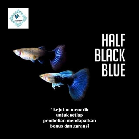 Jual Ikan Hias Guppy Air Tawar Half Black Blue Taiwan Betina Kota