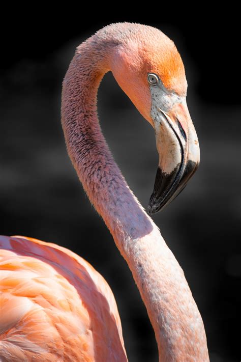 Pink Flamingo Portrait Free Stock Photo Public Domain Pictures