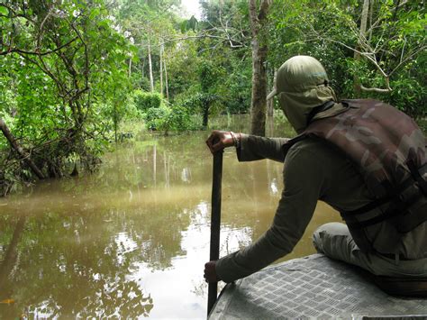 Navigating a tributary off the Amazon River, Peru, to connect with a ...