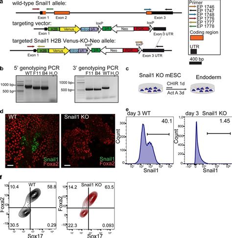 Generation Of Snail Knockout Mescs A Targeting Strategy To Generate