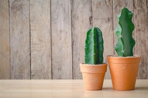 Premium Photo Cactus In Clay Pots On Wooden Background