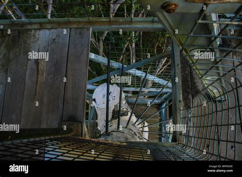 Gloucester Tree M High Second Tallest Fire Lookout Pemberton