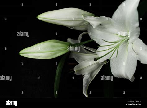 White lily on a black background Stock Photo - Alamy