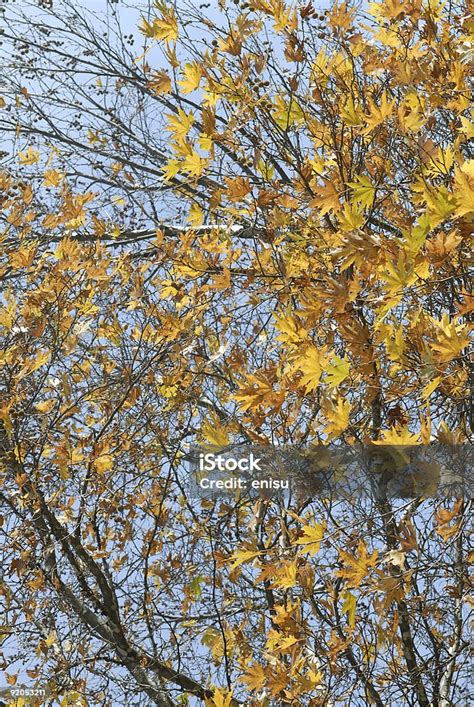 musim gugur foto stok  gambar  daun fotografi citra