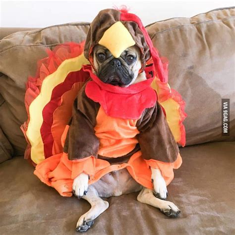 Doug the Pug is ready for thanksgiving