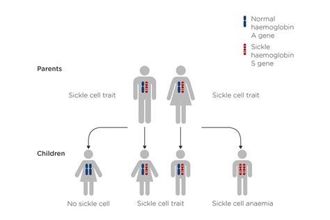 Investigation Report Management Of Sickle Cell Crisis