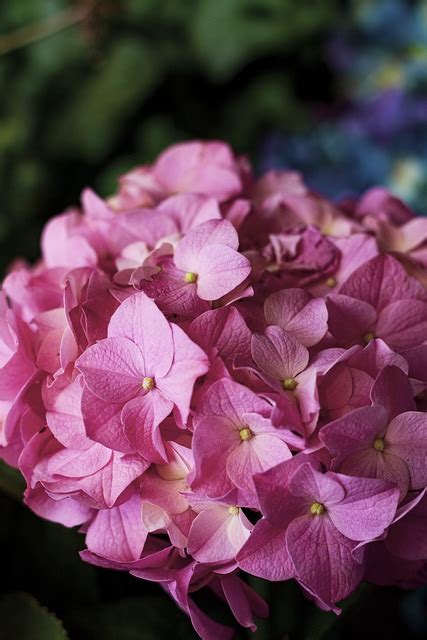 Hydrangea Bunga Bunga Bloom Foto Gratis Di Pixabay Pixabay