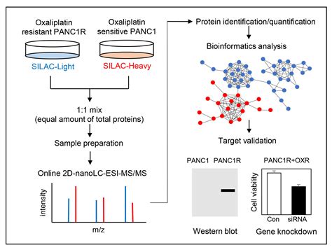 Cancers Free Full Text Silac Based Quantitative Proteomic Analysis