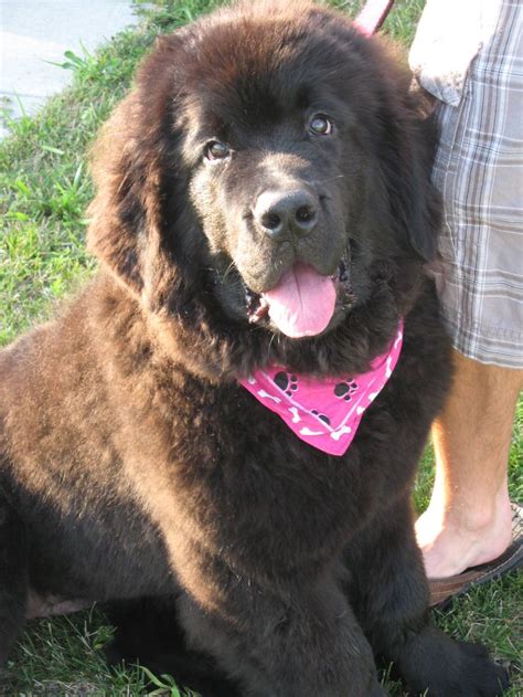 Pin on Newfoundland dogs